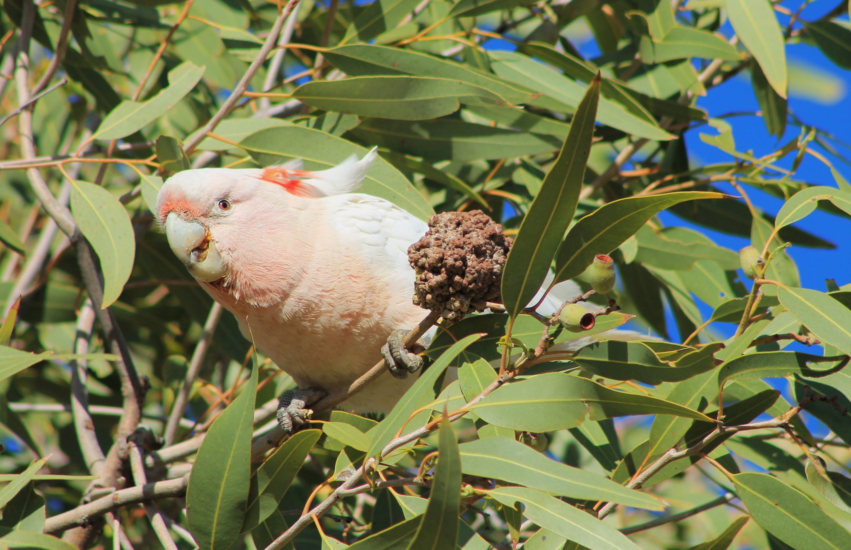 Pink Cockatoo (Cacatua leadbeateri)