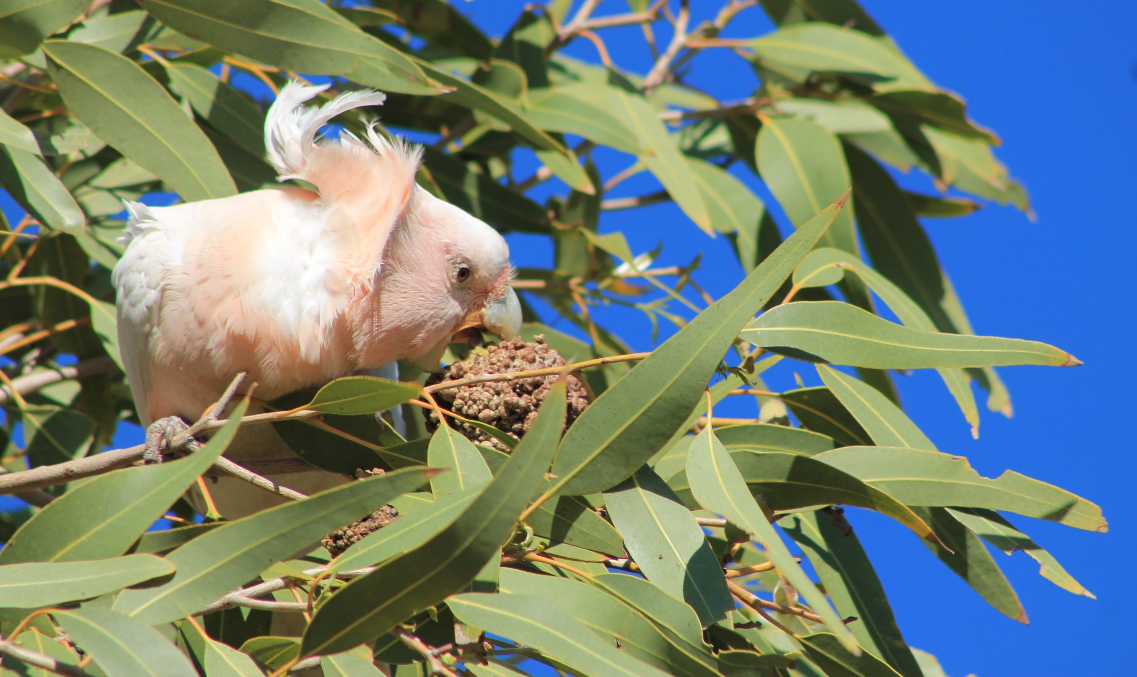 Pink Cockatoo (Cacatua leadbeateri)