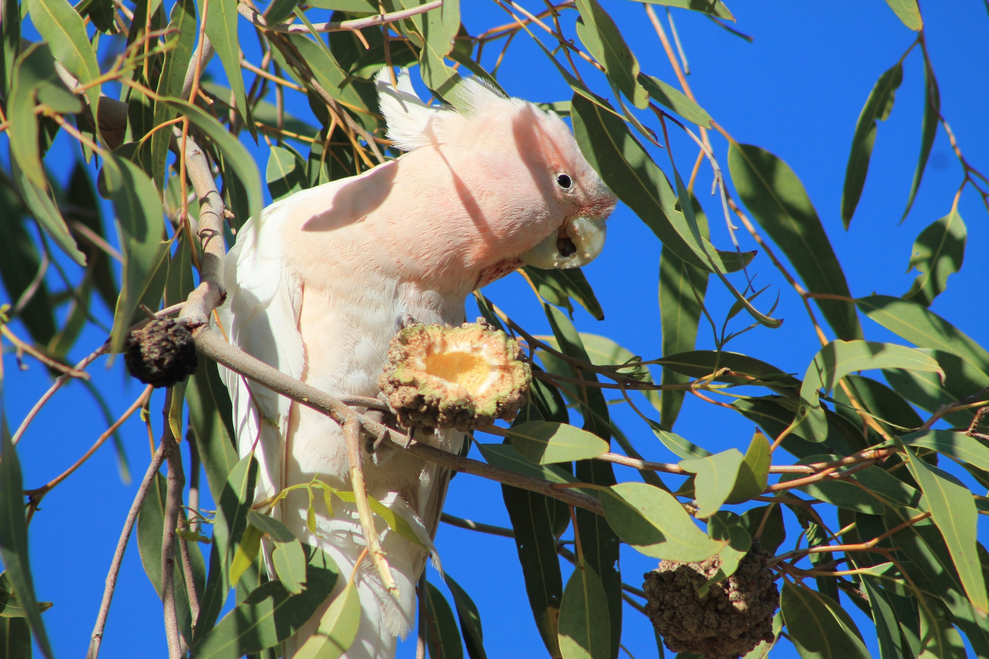 Pink Cockatoo (Cacatua leadbeateri)