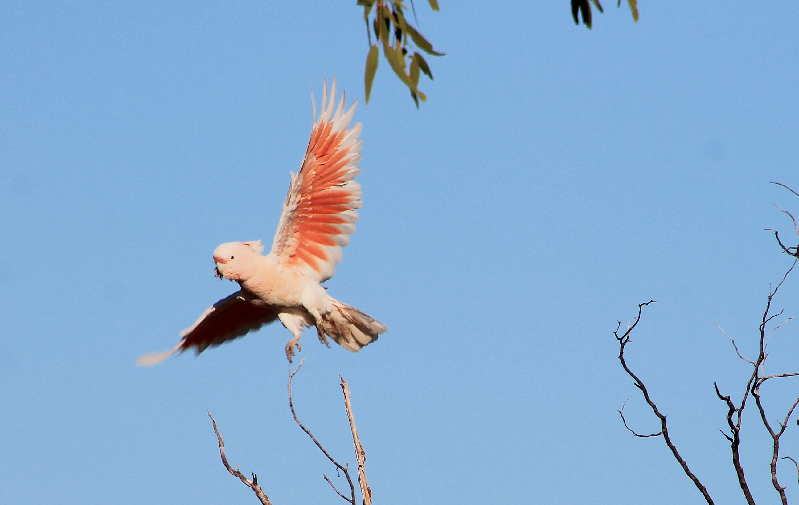 Pink Cockatoo (Cacatua leadbeateri)