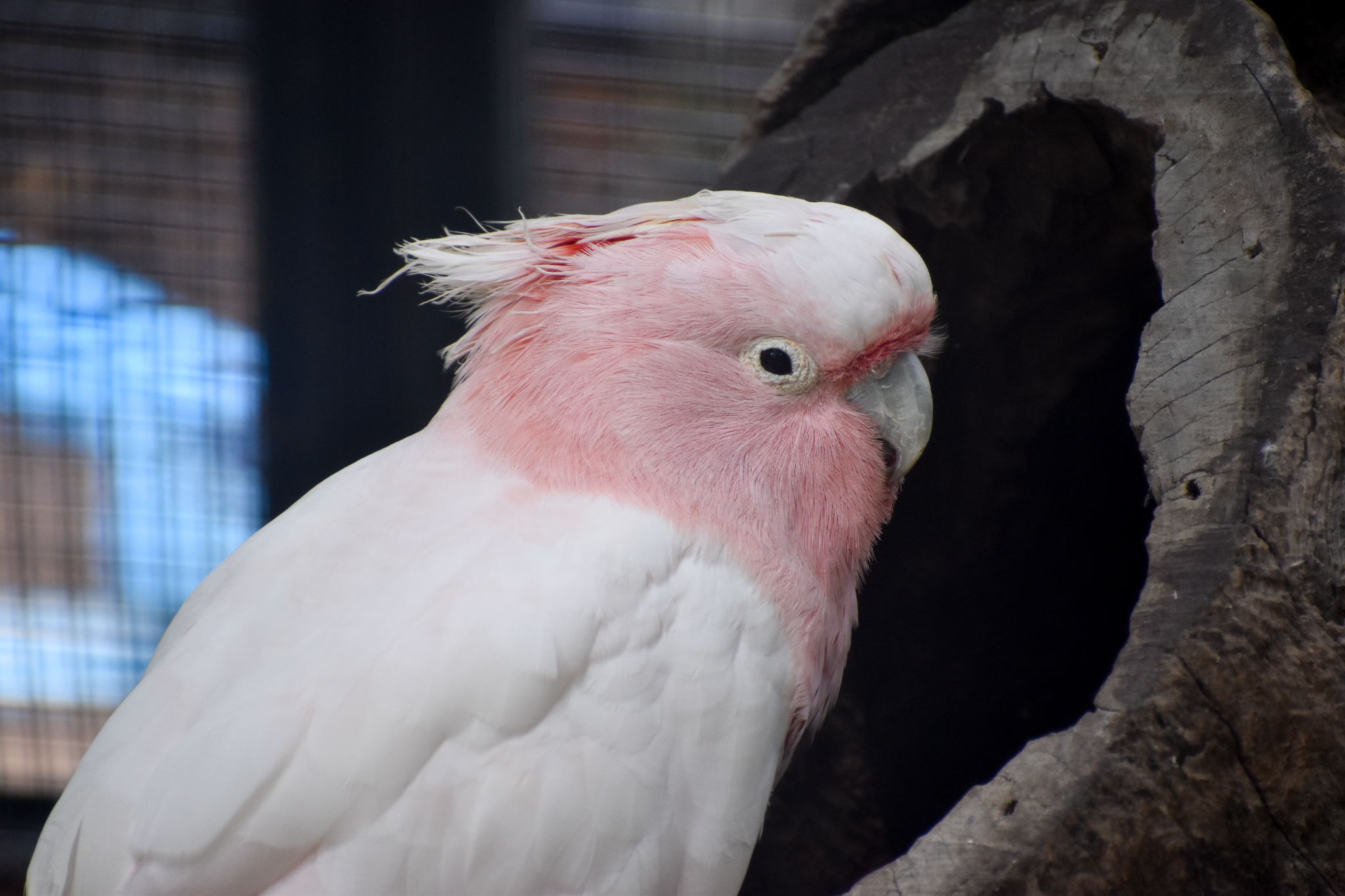 Pink Cockatoo