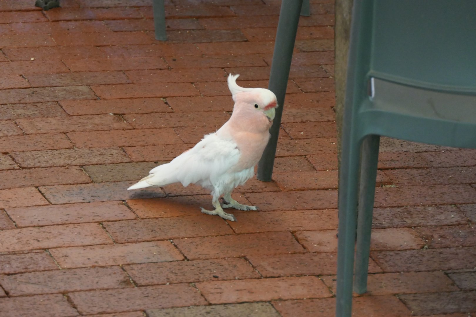 Pink Cockatoo