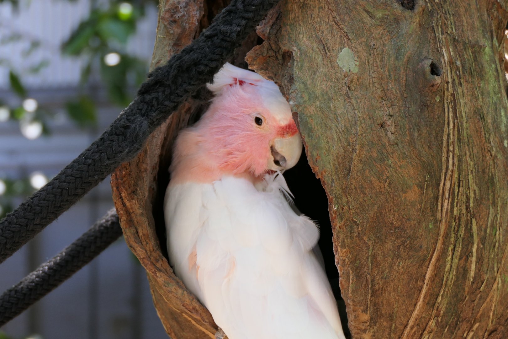 Pink Cockatoo