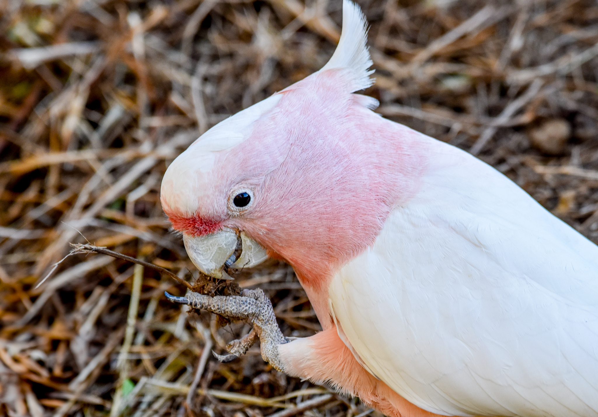 Pink Cockatoo