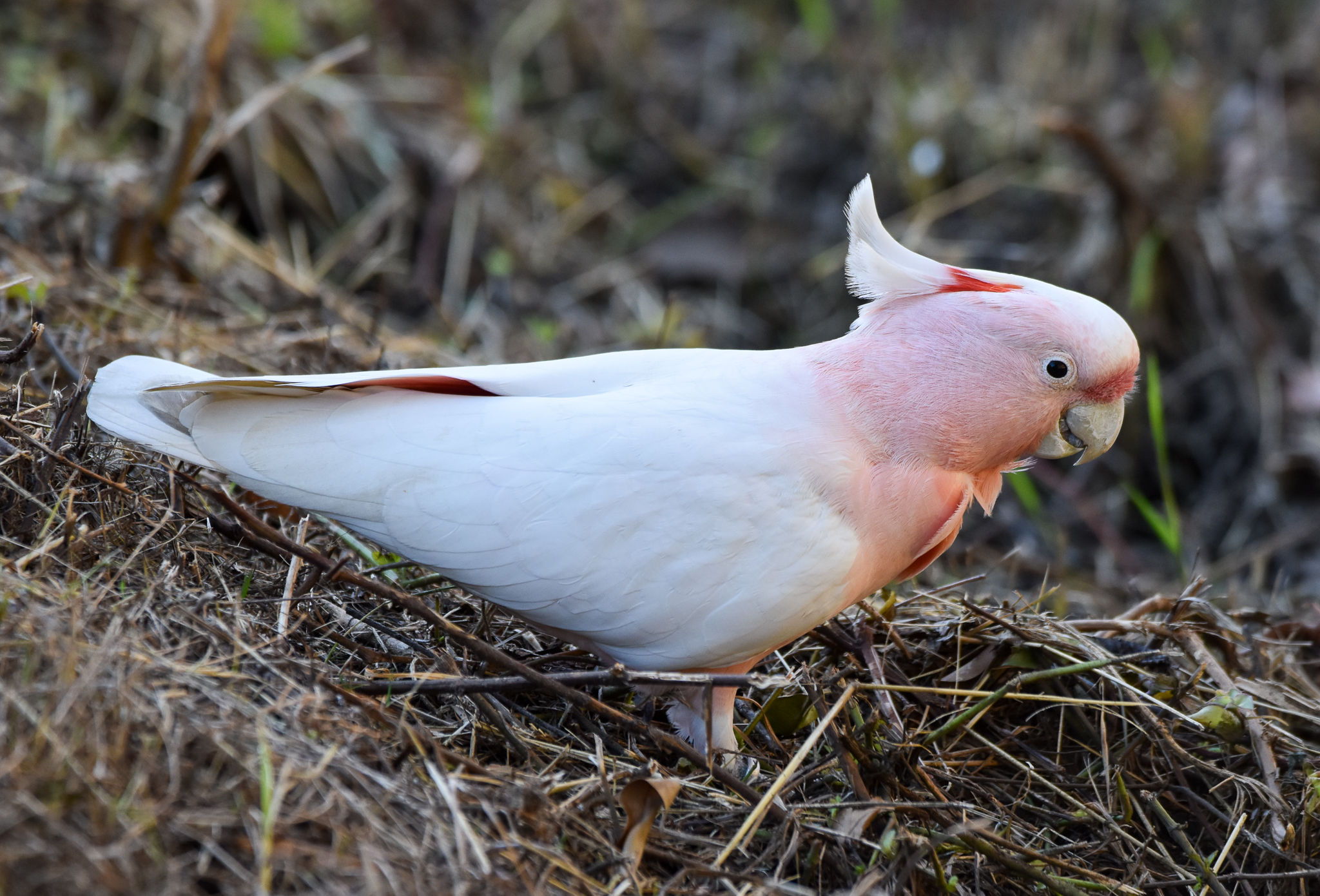 Pink Cockatoo