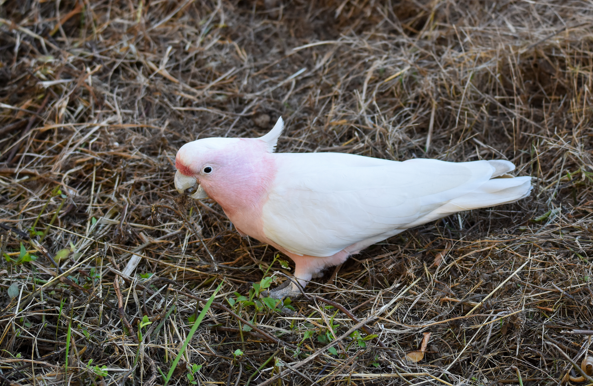 Pink Cockatoo