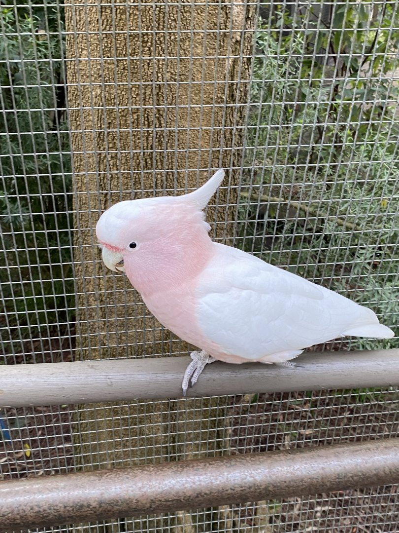 Pink Cockatoo