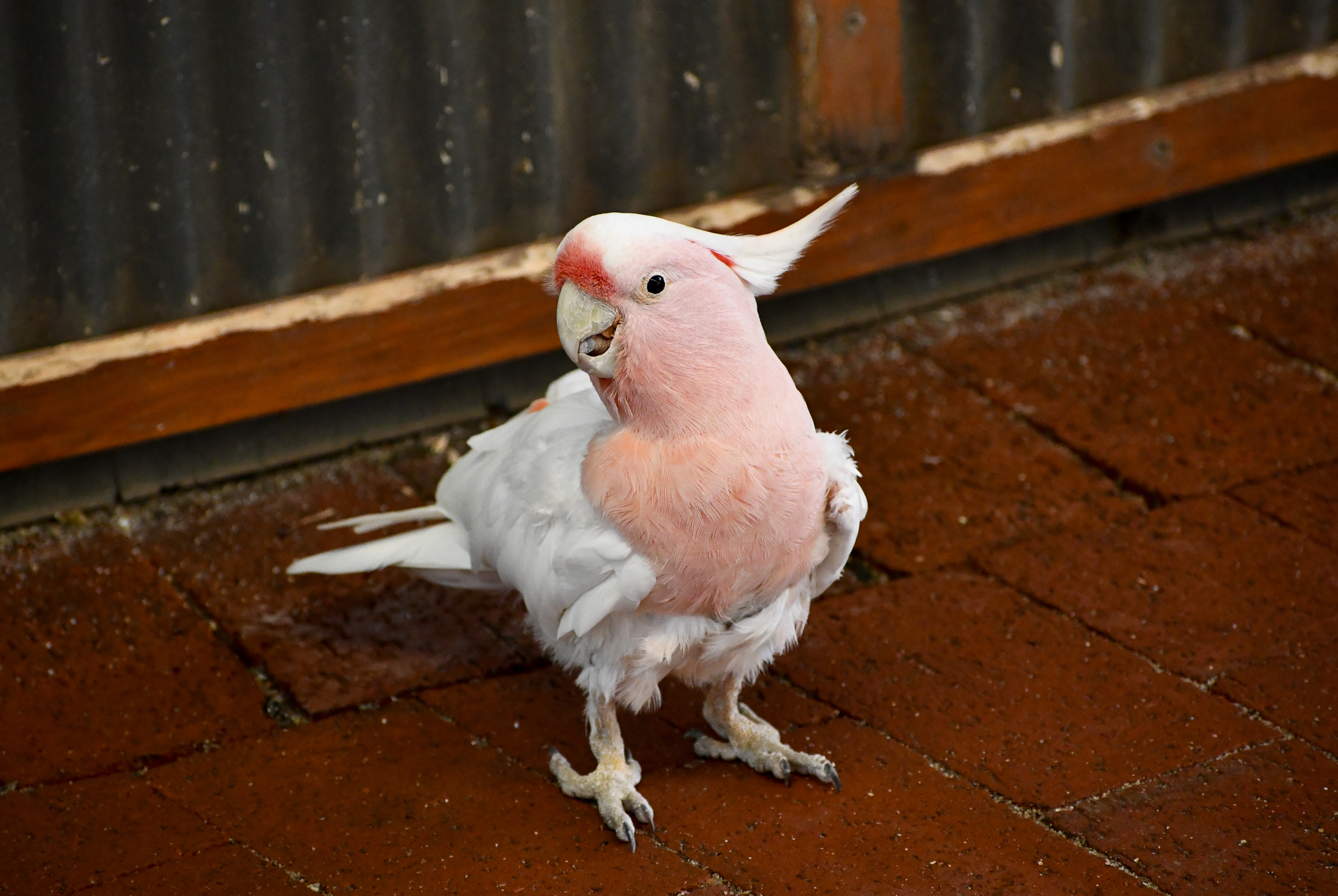 Pink Cockatoo