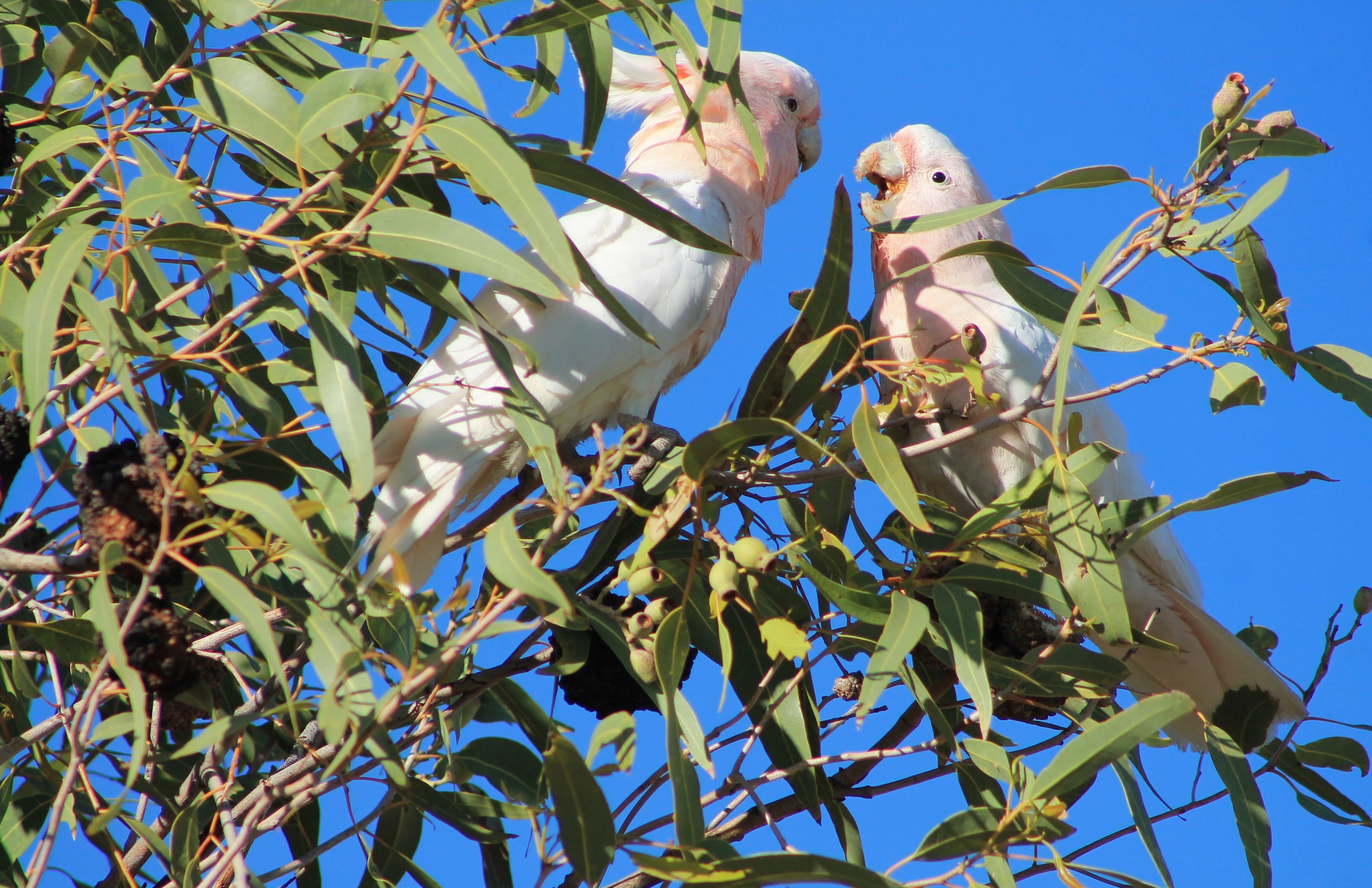 Pink Cockatoos (Cacatua leadbeateri)