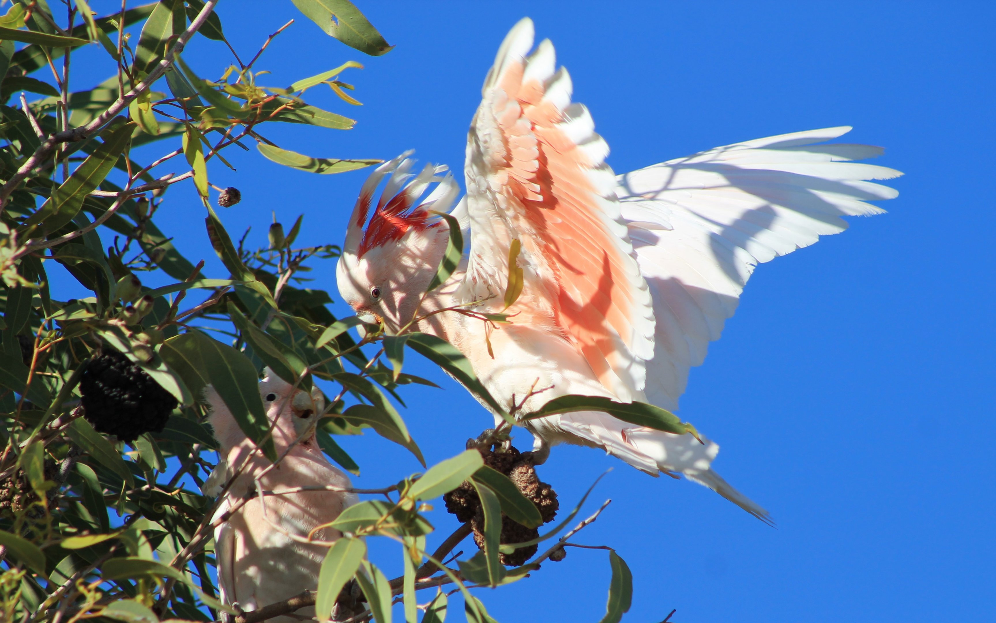 Pink Cockatoos (Cacatua leadbeateri)