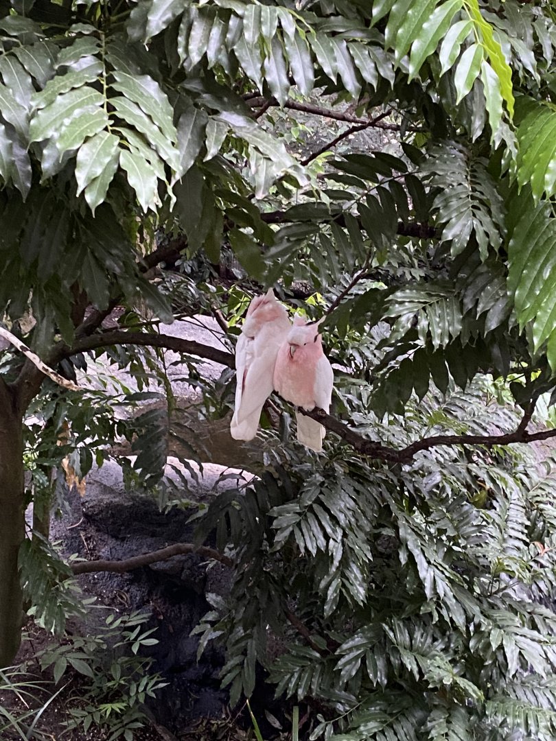 Pink Cockatoos