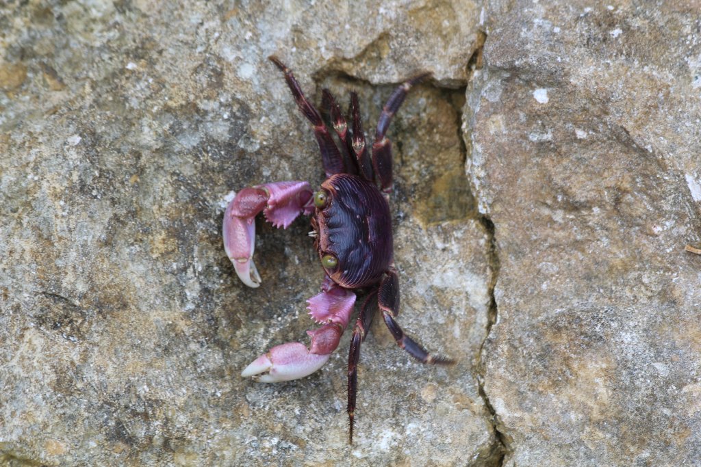 Pink Crab