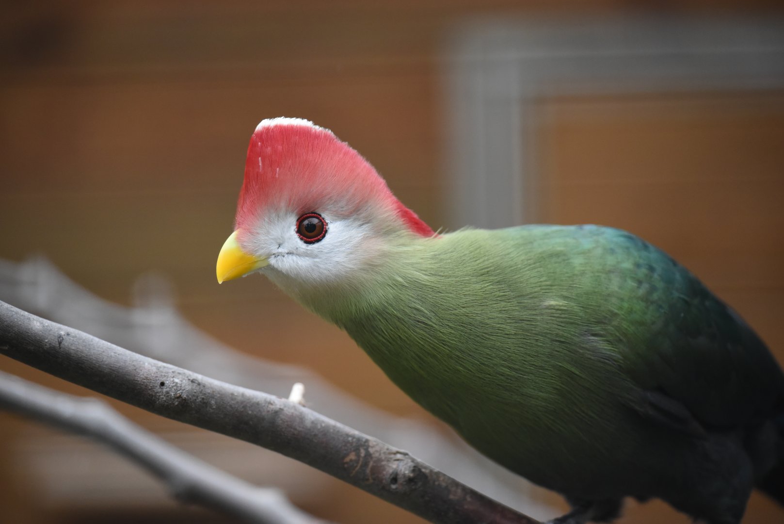 Pink-crested turaco - Tauraco erythrolophus