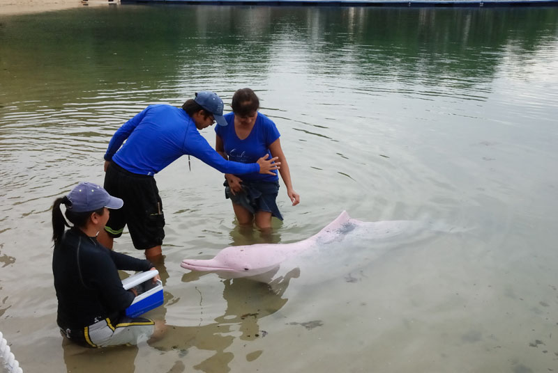 Pink Dolphin, Underwater World Singapore