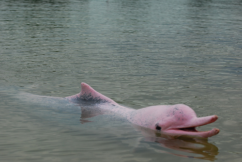 Pink Dolphin, Underwater World Singapore