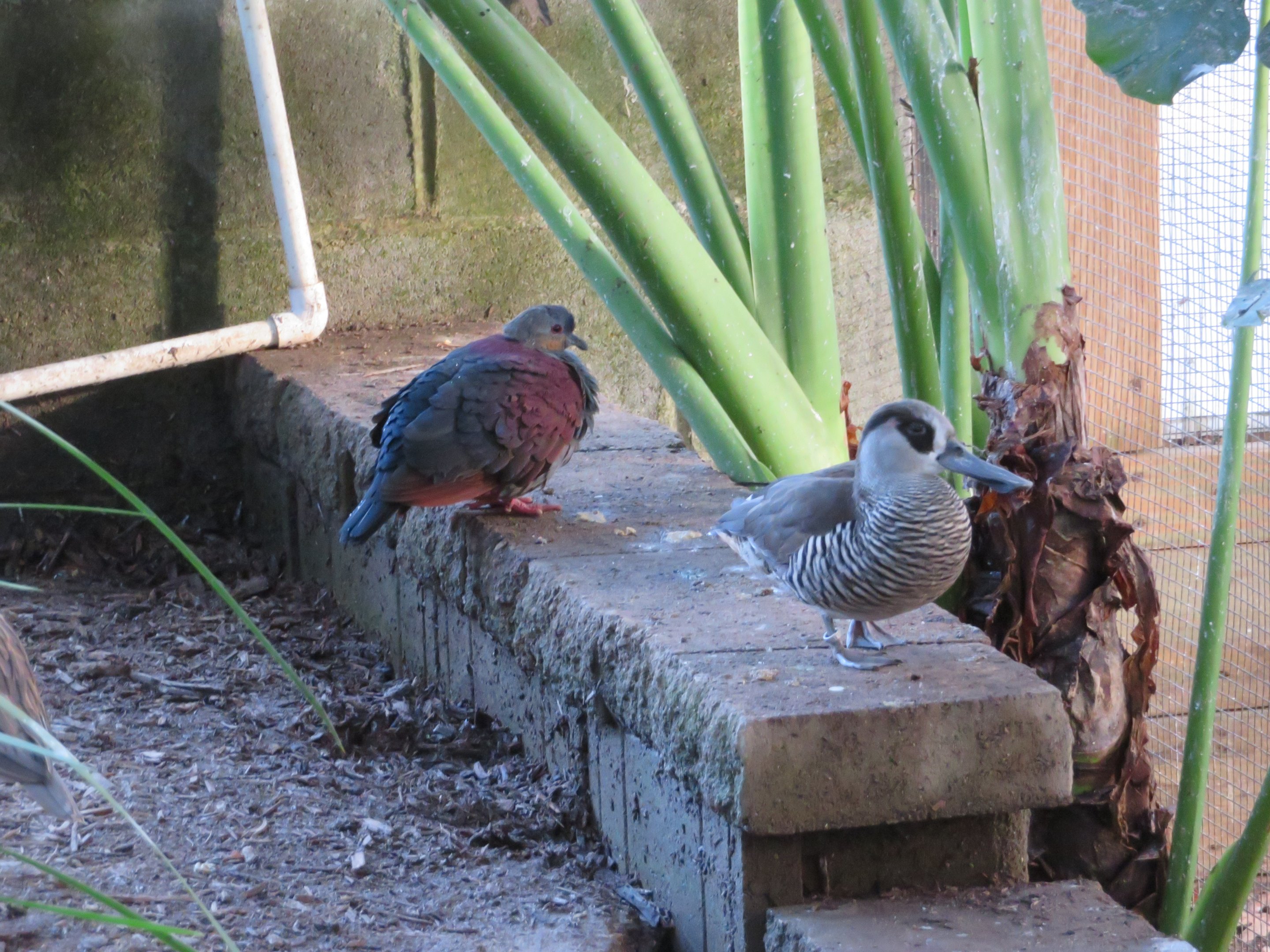 Pink-eared Duck and Crested Quail Dove
