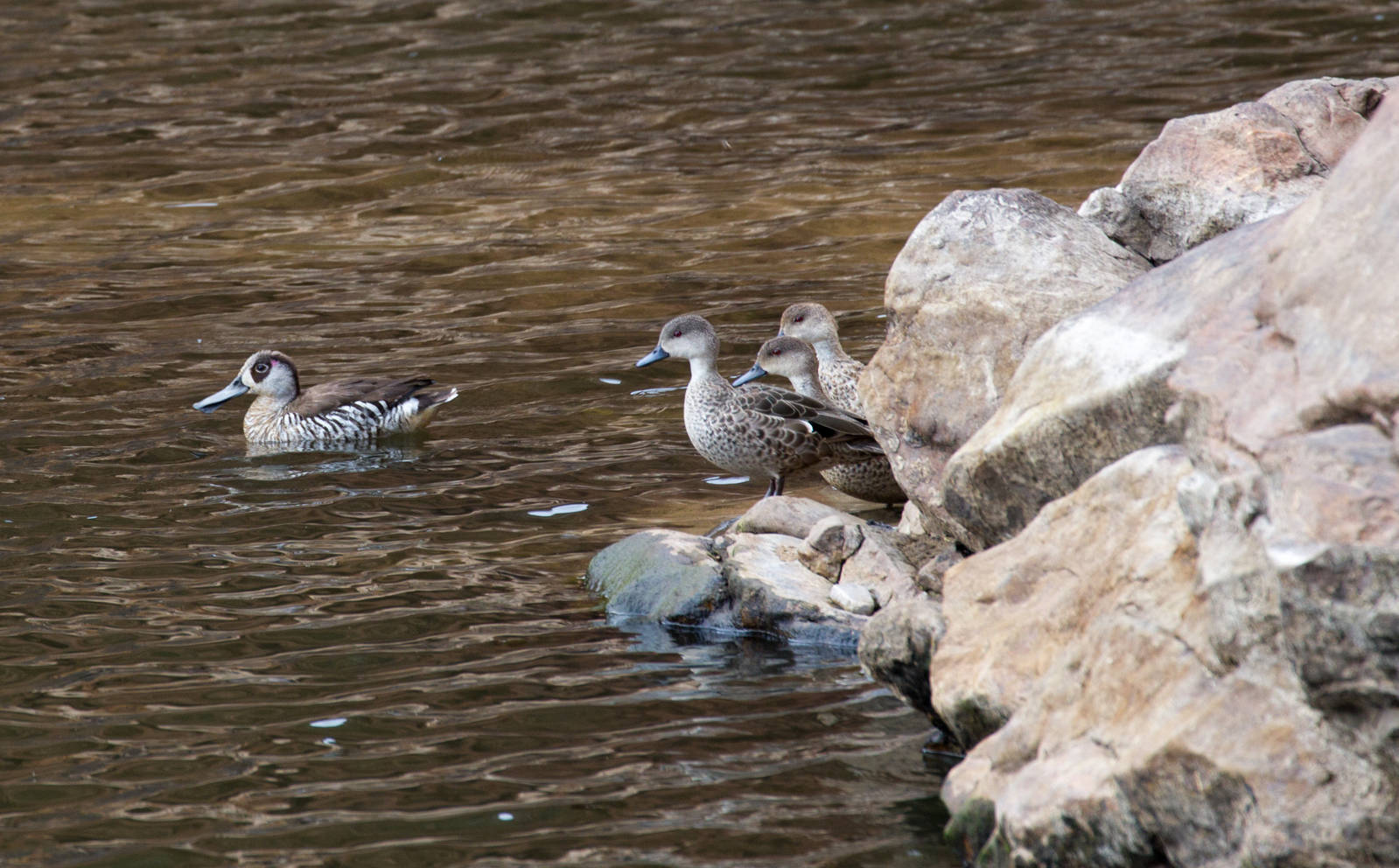 Pink-eared Duck and Grey Teal