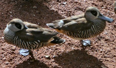 Pink-eared duck at Blackbrook