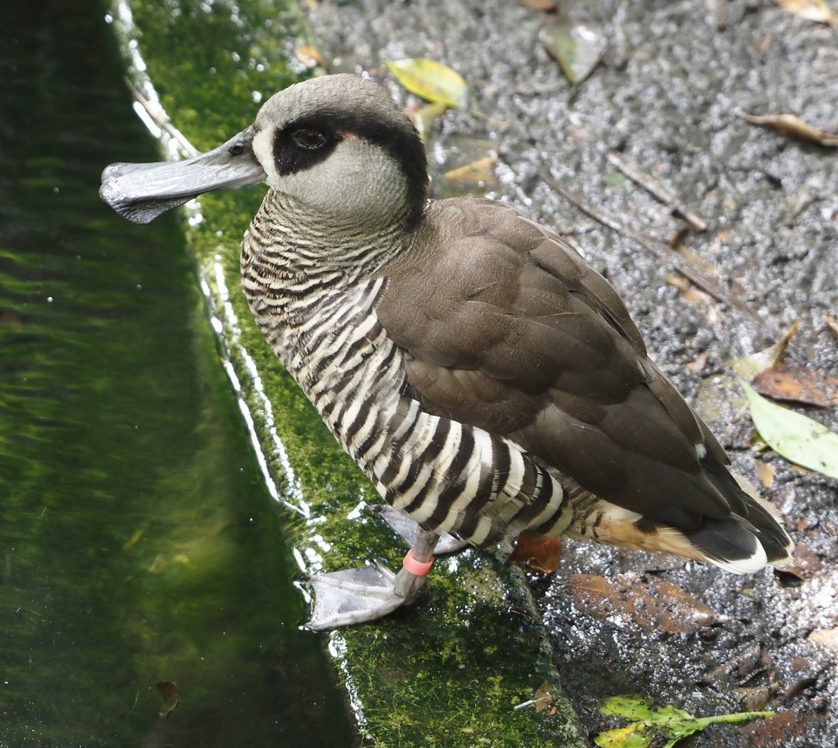 Pink-eared duck (Malacorhynchus membranaceus), 2024-09-17