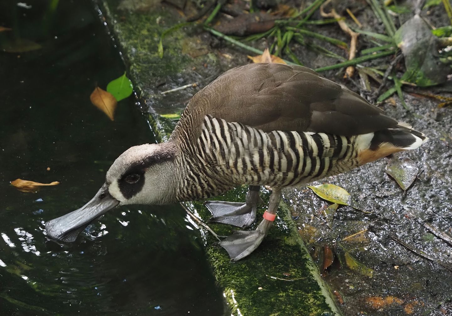 Pink-eared duck (Malacorhynchus membranaceus), 2024-09-17
