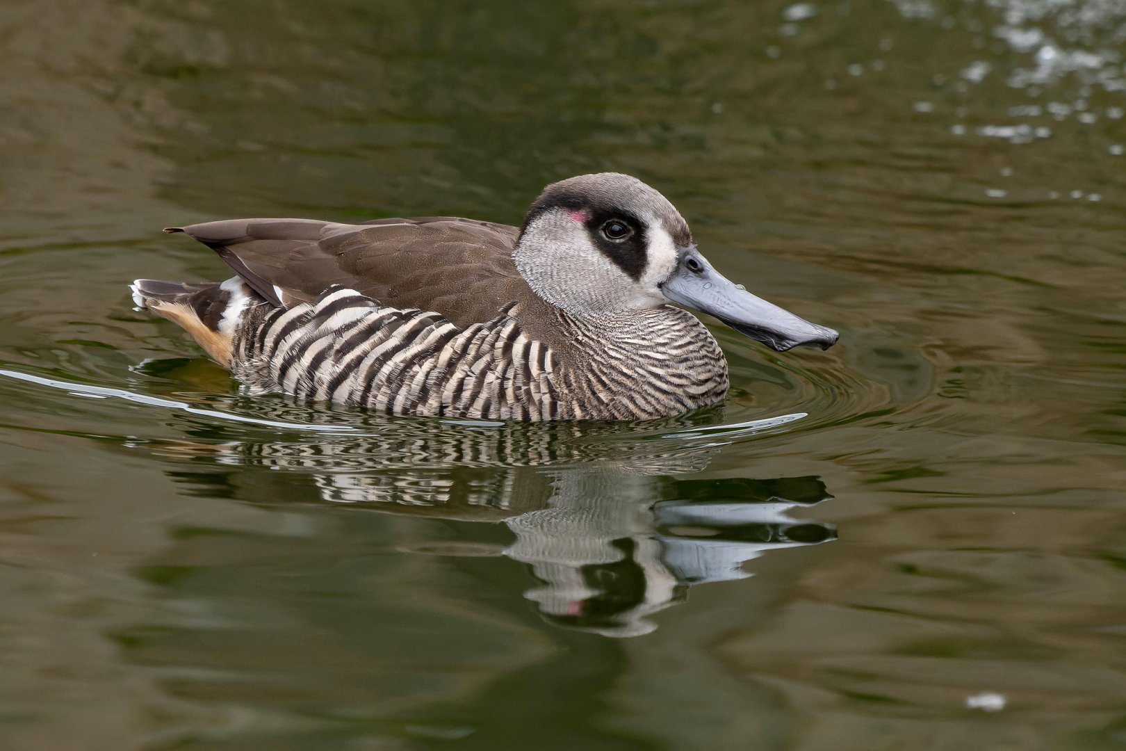 Pink-eared duck (Malacorhynchus membranaceus) - Zoopark Nehvizdy