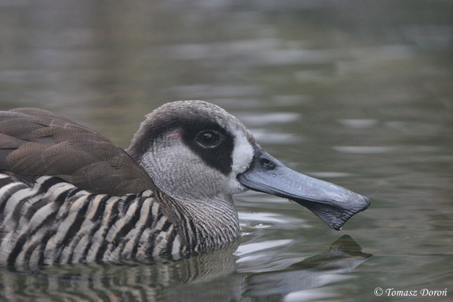 Pink-eared Duck (Malacorhynchus membranaceus)