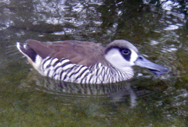 Pink-eared Duck (Malacorhynchus membranaceus)
