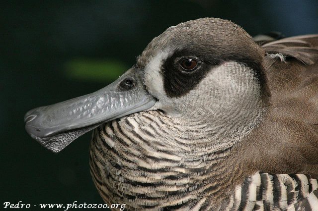 Pink-eared duck (Malacorhynchus membranaceus)