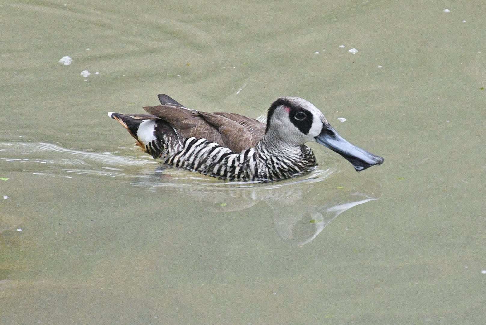 Pink-eared Duck (Malacorhynchus membranaceus)
