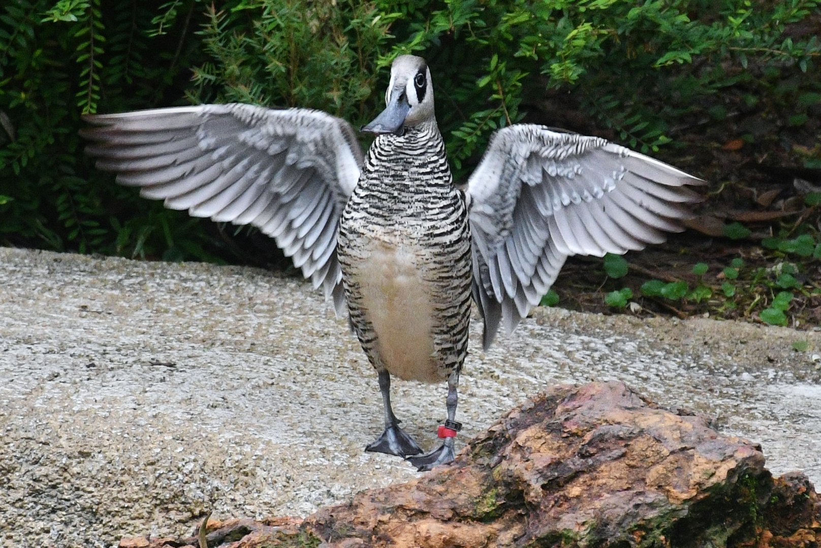 Pink-eared Duck (Malacorhynchus membranaceus)