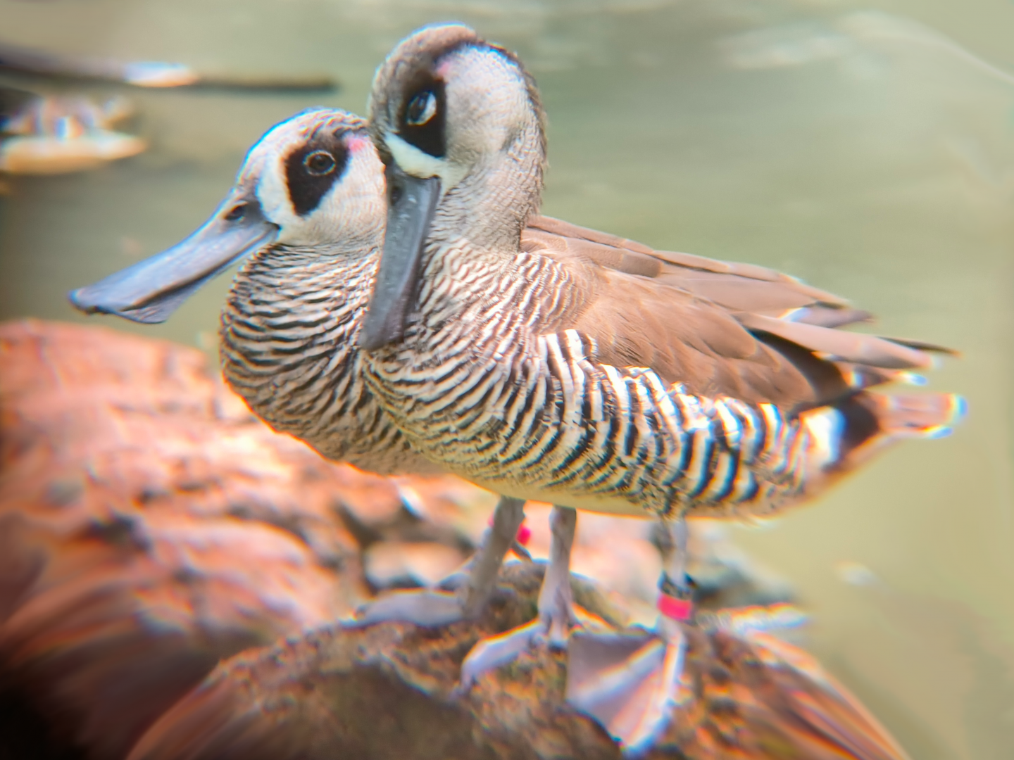 Pink-eared Duck (Malacorhynchus membranaceus)