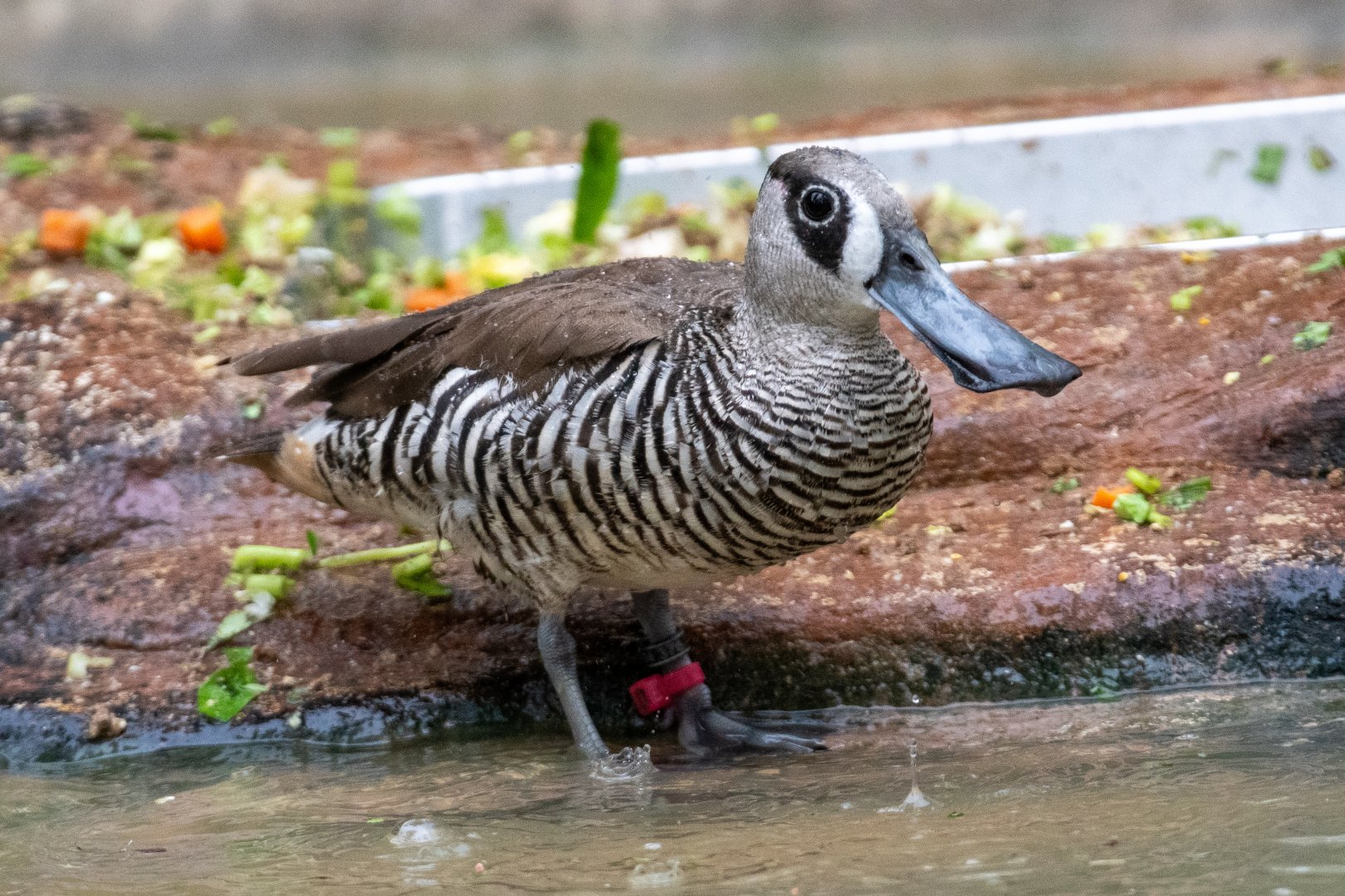 Pink-eared Duck (Malacorhynchus membranaceus)