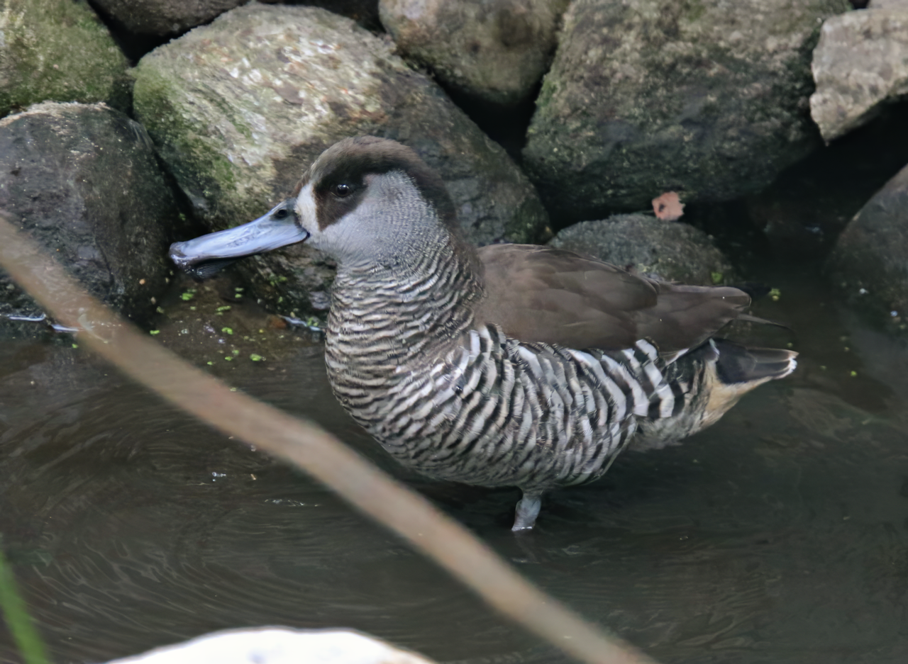 Pink-eared duck (Malacorhynchus membranaceus)