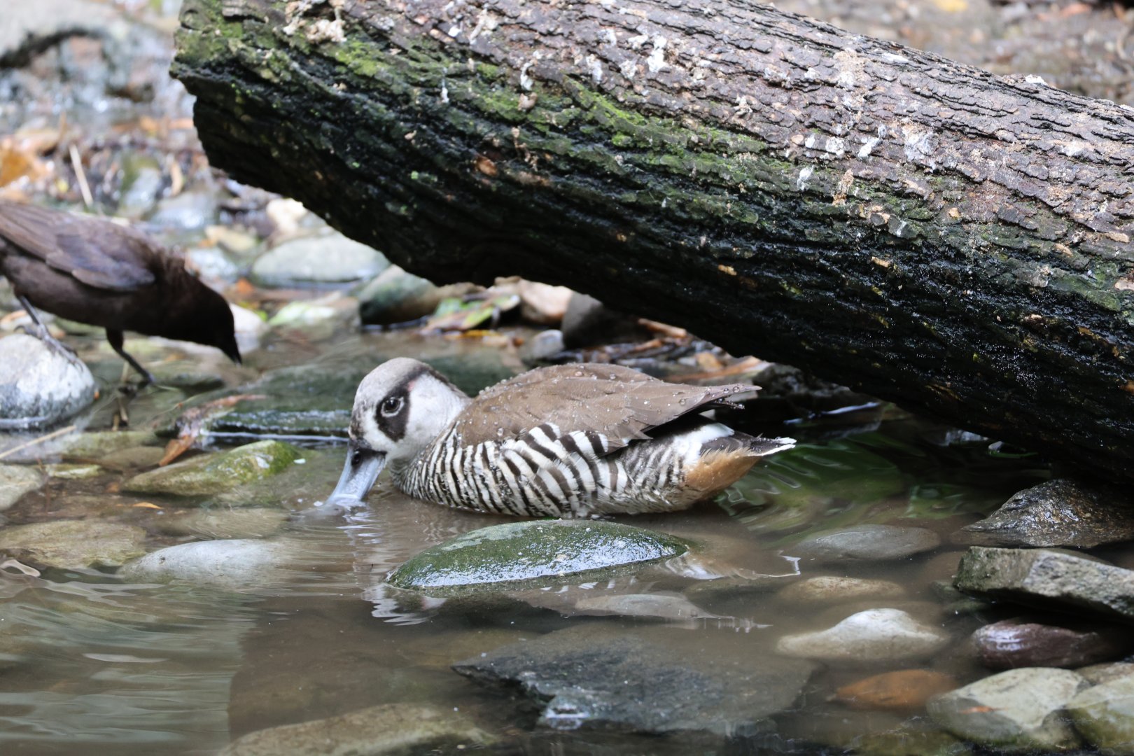 Pink-eared duck (Malacorhynchus membranaceus)