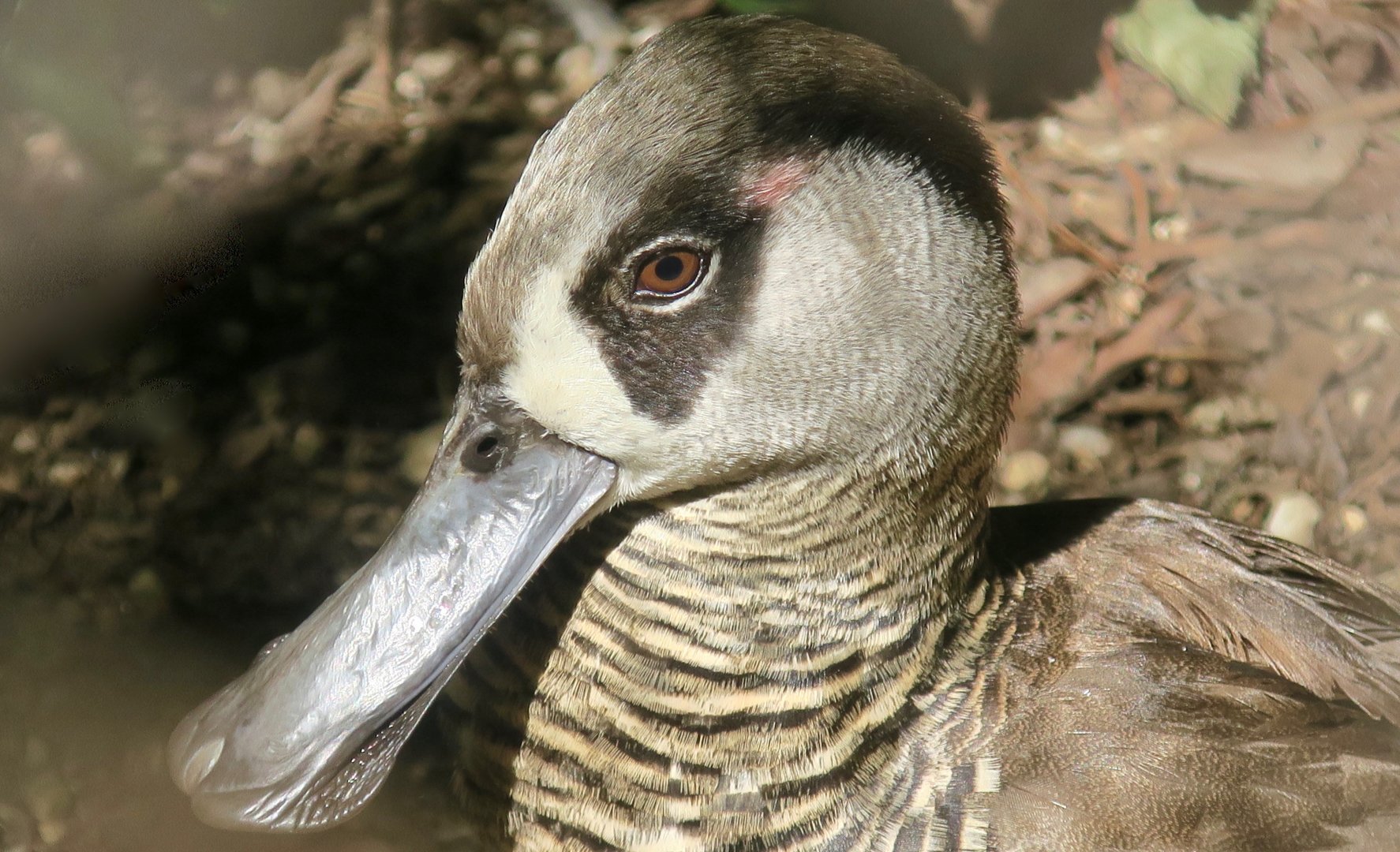 Pink-Eared Duck (Malacorynchus membranaceus)