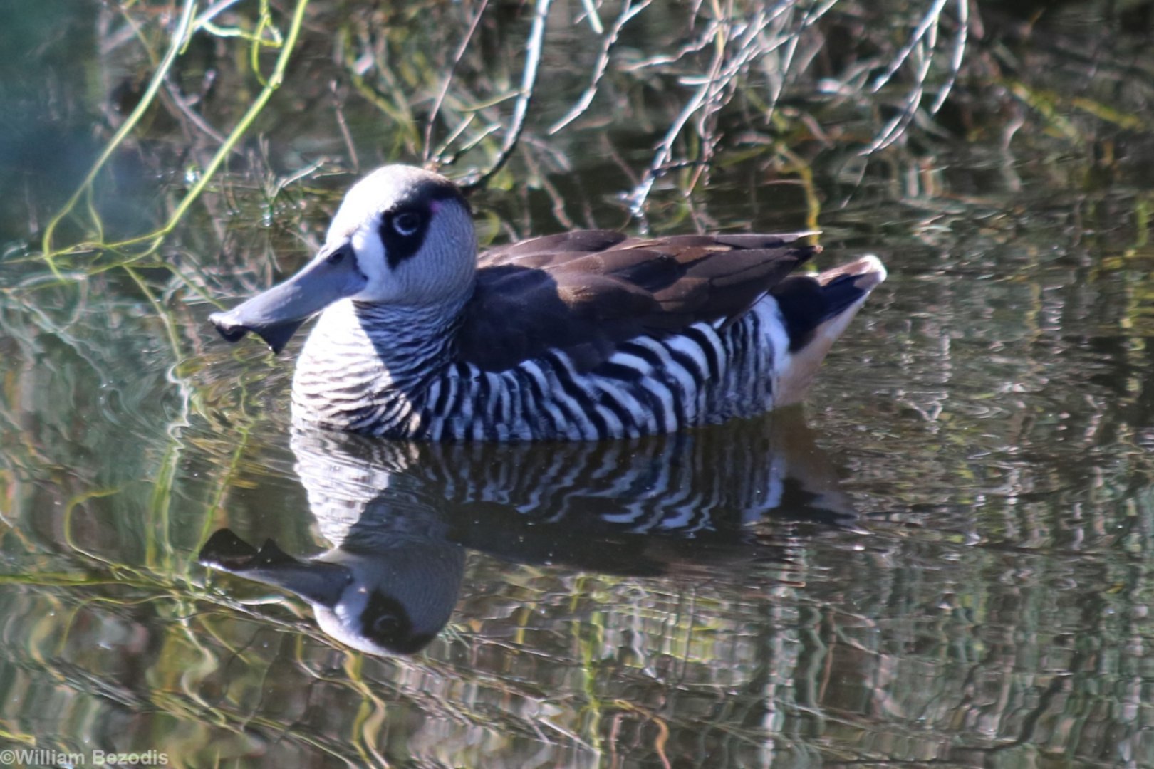 Pink-eared Duck, Perth