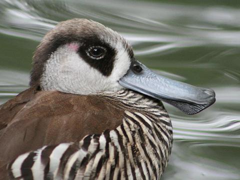 Pink-eared Duck