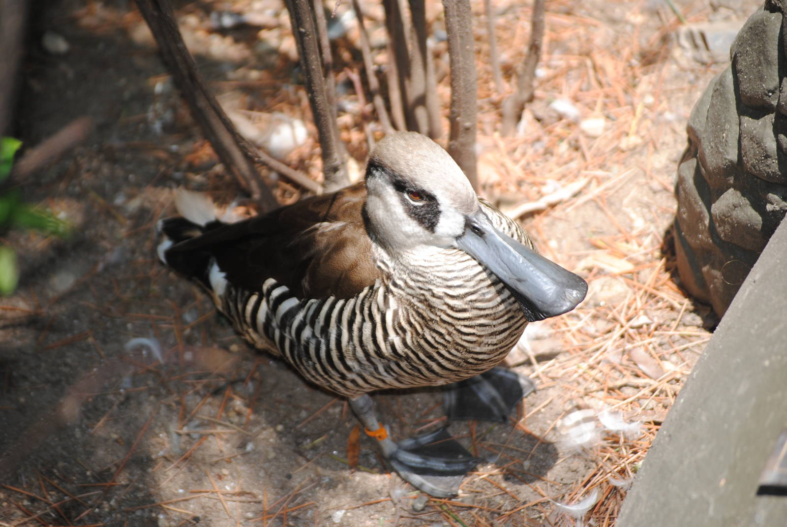 Pink-Eared Duck