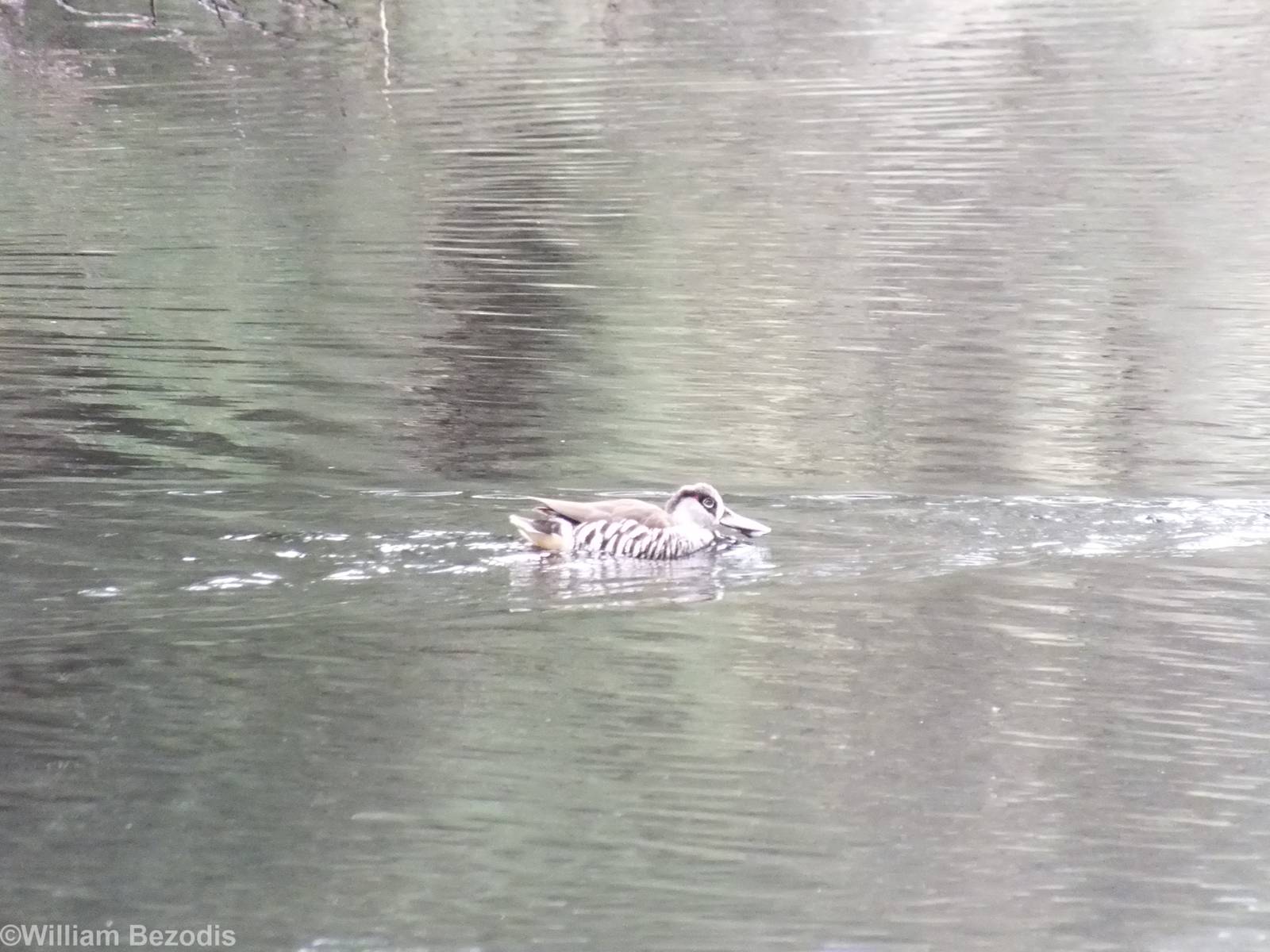 Pink-eared Duck