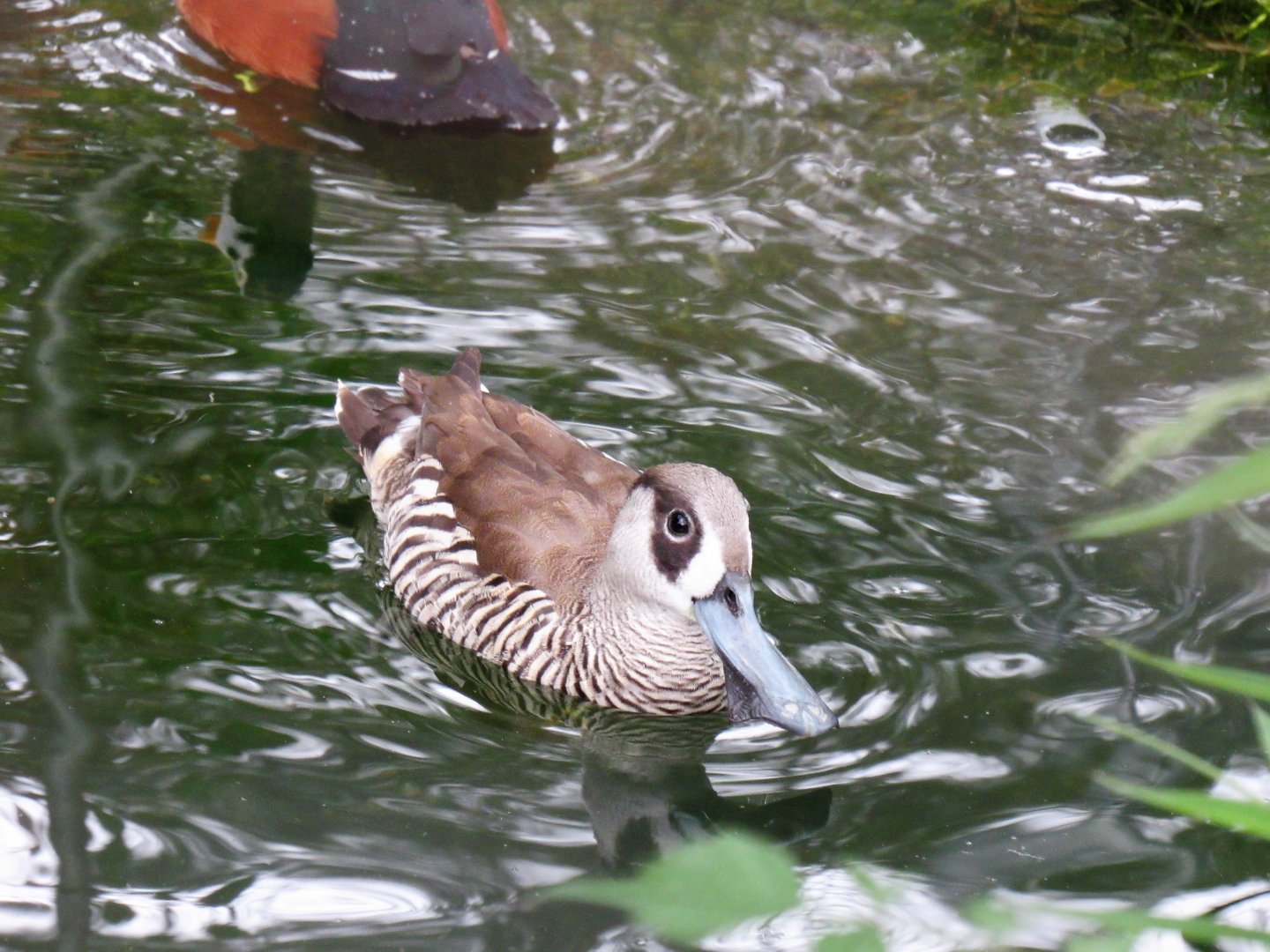 Pink-eared duck