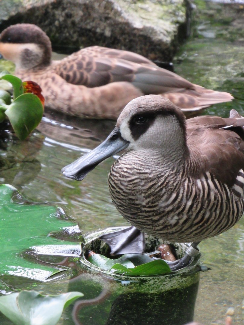 Pink-eared duck