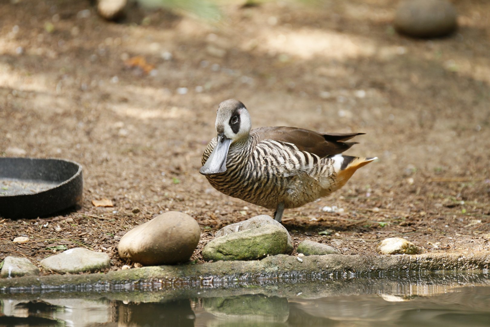 Pink-eared duck