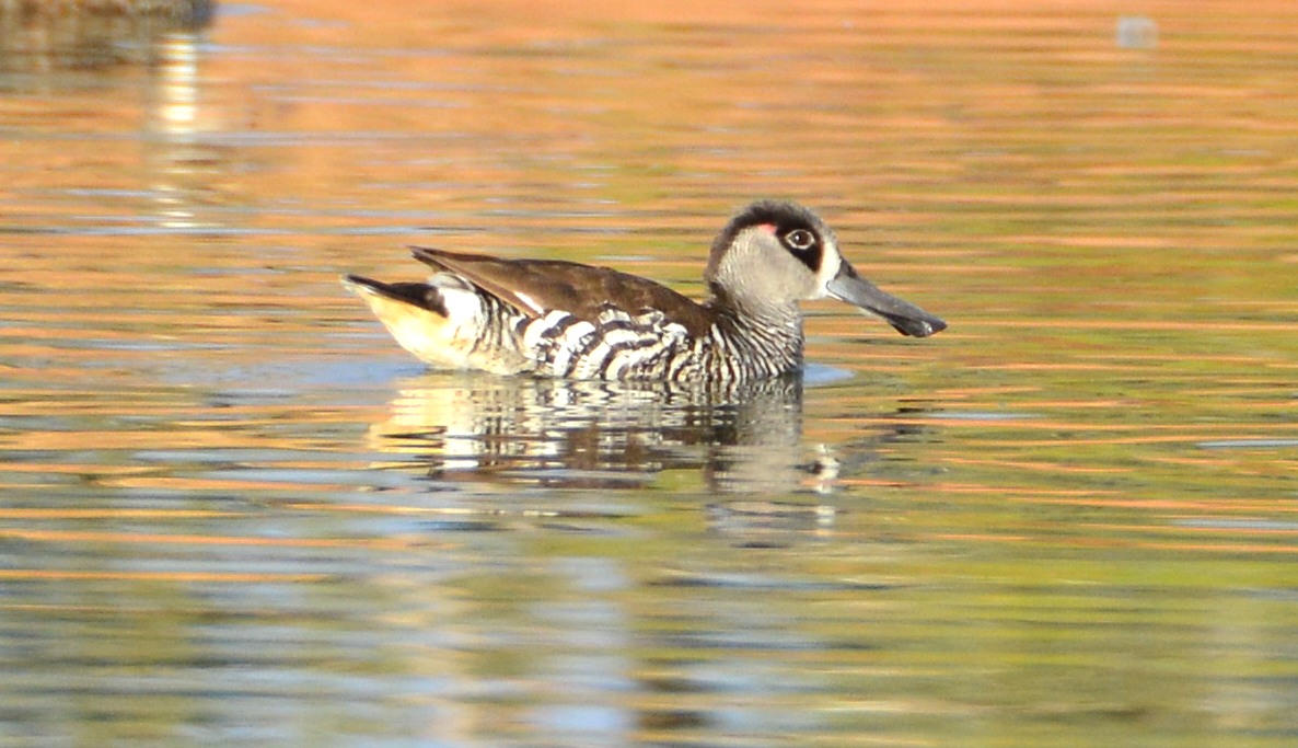 Pink-eared duck