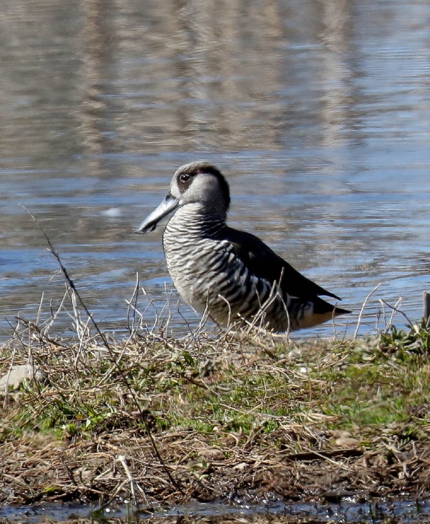 Pink-eared Duck
