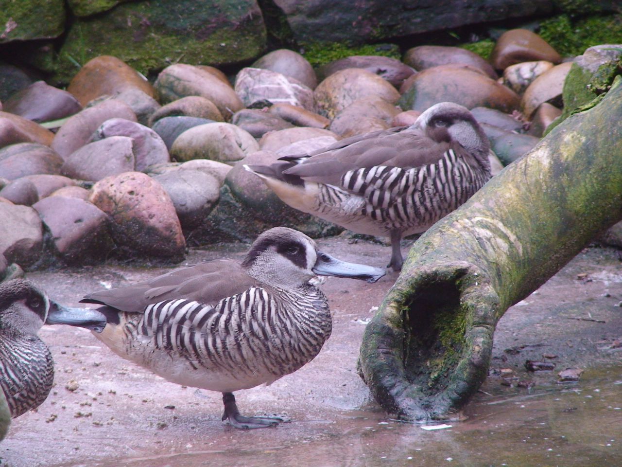 Pink eared Duck