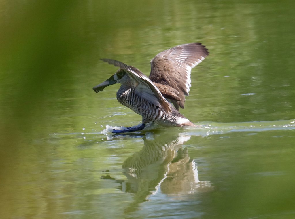 Pink-eared Duck