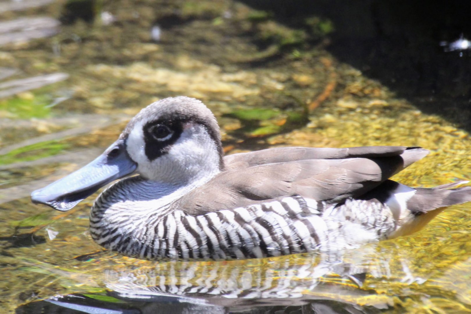 Pink-eared Duck