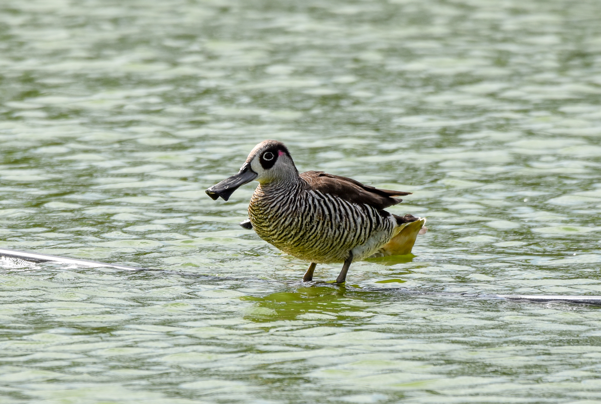 Pink-eared Duck