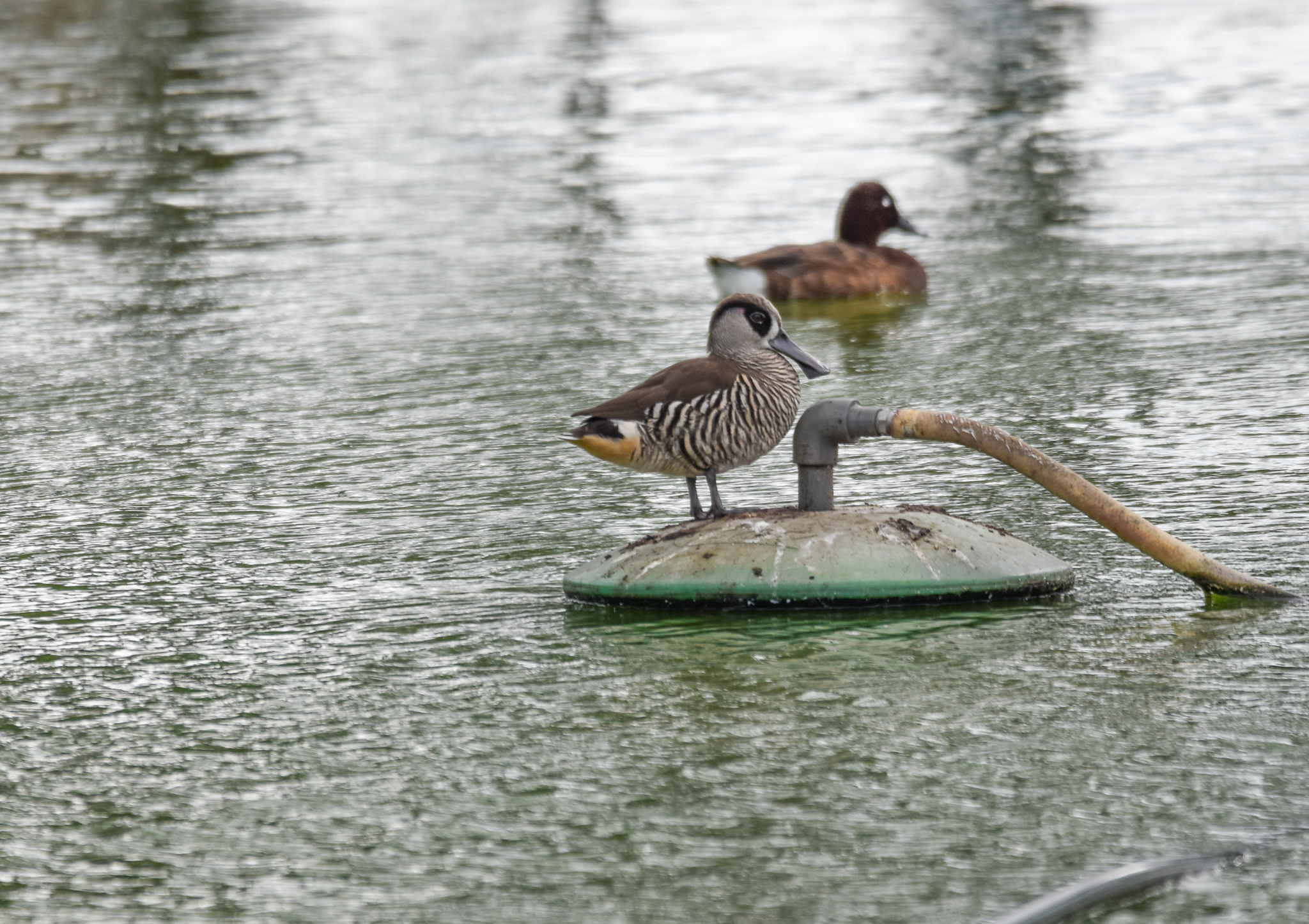 Pink-eared Duck