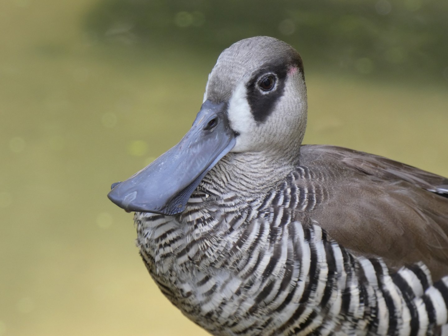 Pink-eared duck
